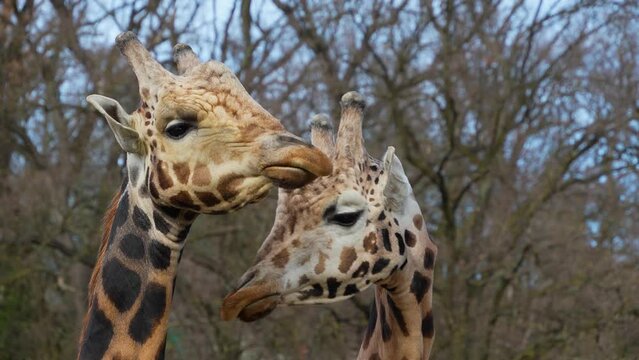 Close up of two giraffe's head and chewing