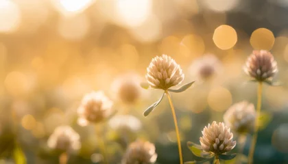 Poster abstract blurred nature background clover flower abstract nature bokeh pattern © Kari