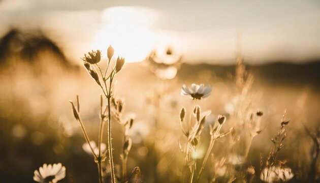 wild flowers in a meadow at sunset macro image shallow depth of field abstract summer nature background