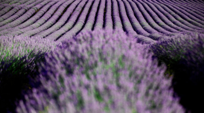 Serene lavender field with rolling bloom patterns