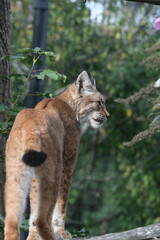 Fototapeta premium Félin