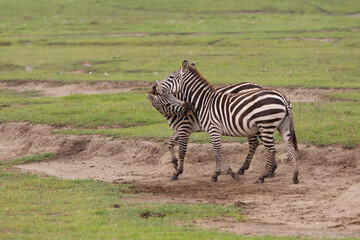 Zebra on the plains of  Tanzania Africa - 775428496