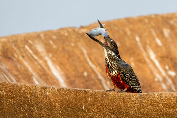 Giant Kingfisher in South Africa - 775428610