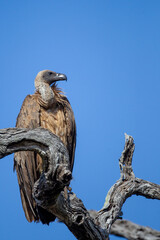 Vulture perched in tree in Botswana Africa