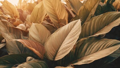 leaves of spathiphyllum cannifolium abstract colorful texture nature dark tone background tropical leaf