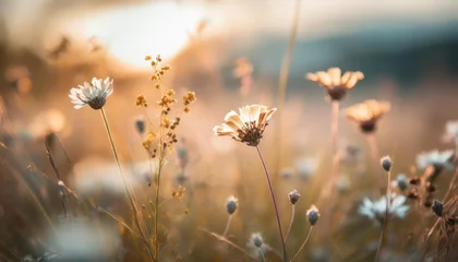 Foto op Plexiglas art wild flowers in a meadow at sunset macro image shallow depth of field abstract august summer nature background © Aedan