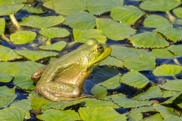Green frogs on pond - 775429061