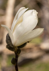 White Magnolia flowers blooming in the spring - 775429279
