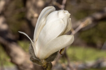 White Magnolia flowers blooming in the spring - 775429411