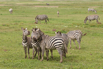 Zebra on the plains of  Tanzania Africa - 775429484