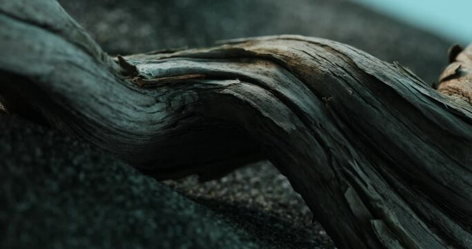 Weathered Driftwood Texture on Coastal Sands. Close-up, shallow dof.