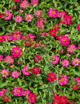 rudbeckia, perennials