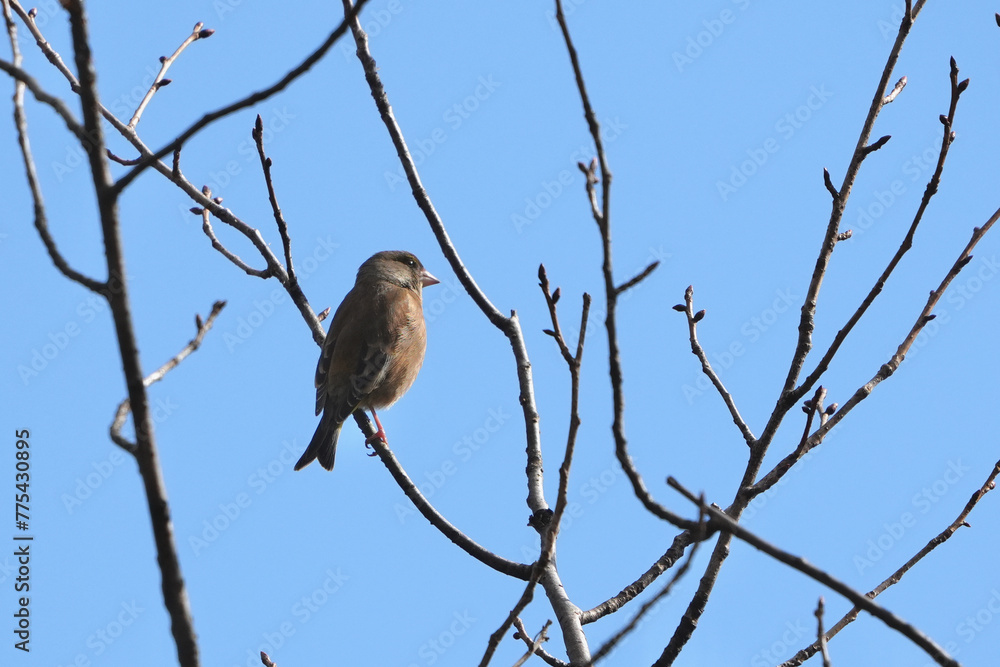 Poster oriental greenfinch in a field