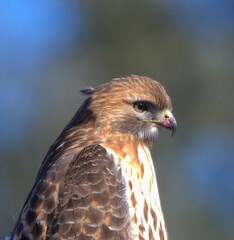 Red Tailed Hawk closeup