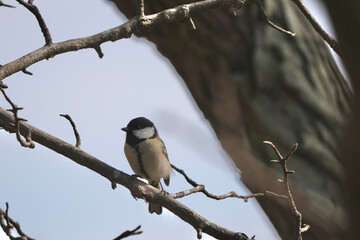 japanese tit in a field