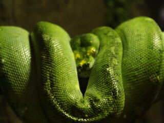 green snake in a tree