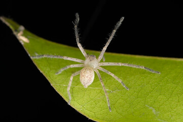 Naklejka premium Huntsman Spider Poised on a Leaf