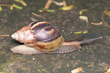 African Giant Snail on a Wet Surface