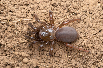 Trapdoor Spider in Defensive Stance