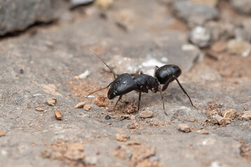Camponotus Compressus Ant on Rocky Ground