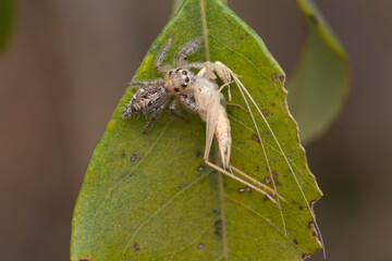 Hyllus Semicupreus with Prey