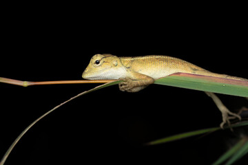 Oriental Garden Lizard (Calotes versicolor) on Stem