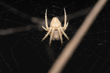 Neoscona Mukherjee Spider in Silken Web