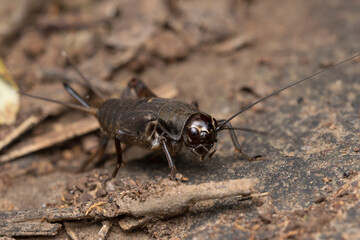 Wood Cricket on Forest Floor, Maharashtra, India