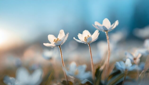 Fototapeta spring forest white flowers primroses on a beautiful blue background macro blurred gentle sky blue background floral background desktop wallpaper a postcard romantic soft gentle artistic image