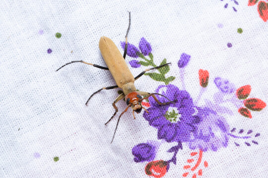 Blister Beetle (Epicauta indicus) on Floral Fabric, India