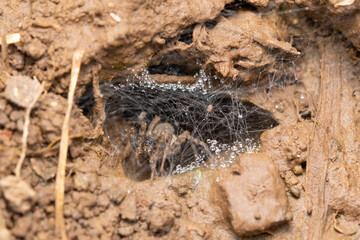 Webbed Burrow of a Funnel-Web Spider