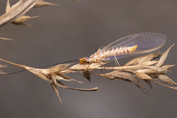 Green Lacewing on Dry Grass, Pune, India