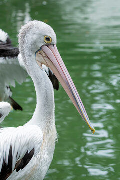 Australian Pelican by the Waterside