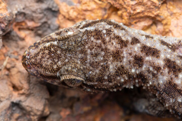 Satara Geckos' Head Closeup