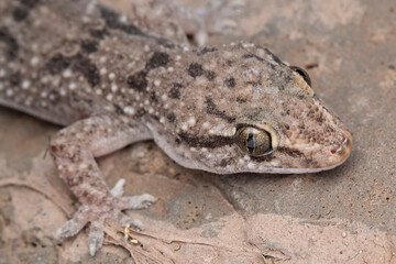 Gecko Close-Up in Lonand, India