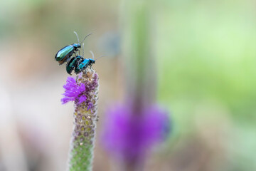 Mating Mint Beetles on Flower