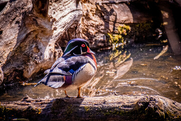 Wood duck