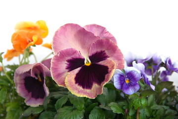 LIlac violet pansy flower, flowers on white background