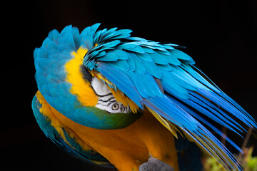 blue and yellow macaw ara - 775437830