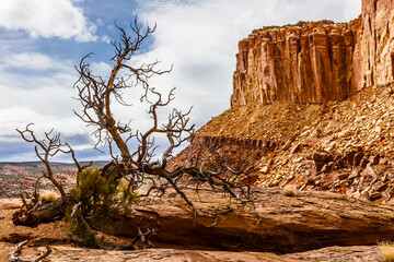 Dead Ponderosa Pine among sandstone formations at Capital Reef National Park.