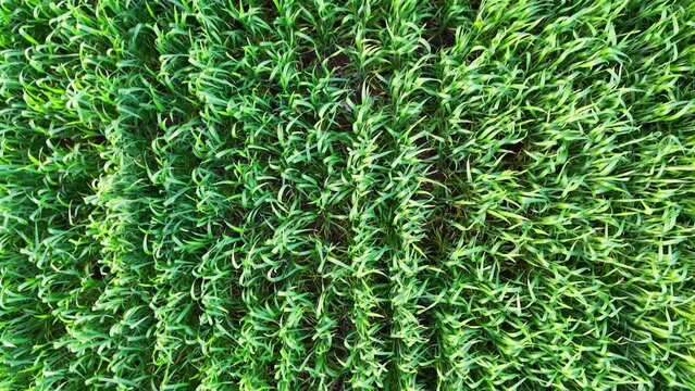 4k drone video, top view of the field with green grain in summer time. Agriculture green grain field