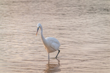 Great egret (Ardea alba), a medium-sized white heron fishing on the sea beach