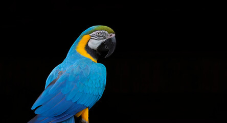 blue and yellow macaw - 775442291