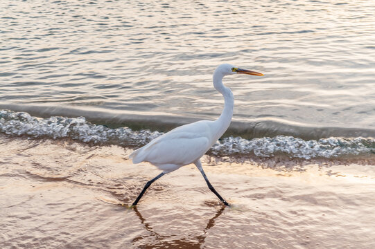Great egret (Ardea alba), a medium-sized white heron fishing on the sea beach
