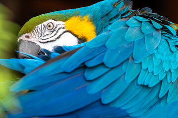 blue and yellow macaw - 775442622
