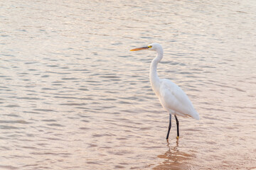 Great egret (Ardea alba), a medium-sized white heron fishing on the sea beach