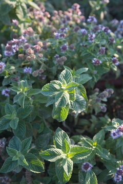 Mentha Suaveolens in bloom, Mentha longifolia, also known as horse mint, brookmint, fillymint or St. John's horsemint, is a species of plant in the family Lamiaceae