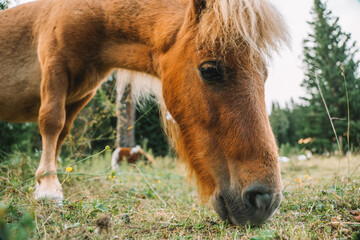 Red pony eats grass and flowers in a pasture in Austria.Pony farm in Lungau, Austria. Pony grazing in the paddock close-up.Little cute red horses. Farm animals.  - 775442818