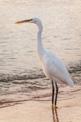 Great egret (Ardea alba), a medium-sized white heron fishing on the sea beach