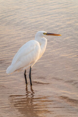 Great egret (Ardea alba), a medium-sized white heron fishing on the sea beach